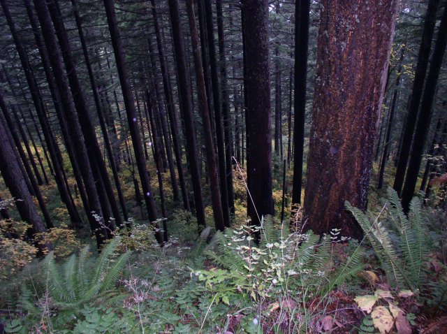 10.28.05 Devil's Rest 055 